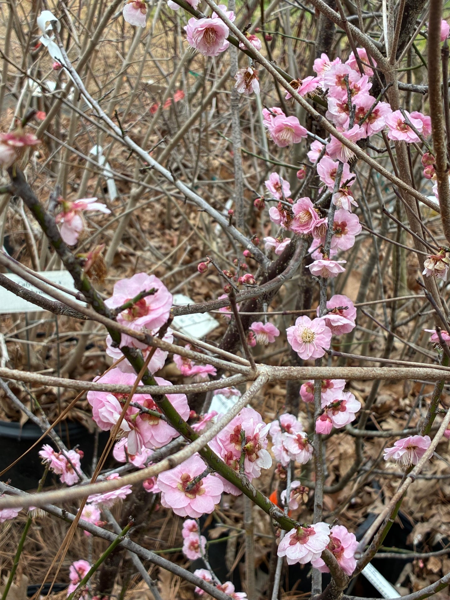 Prunus mume 'Pink Panther'
