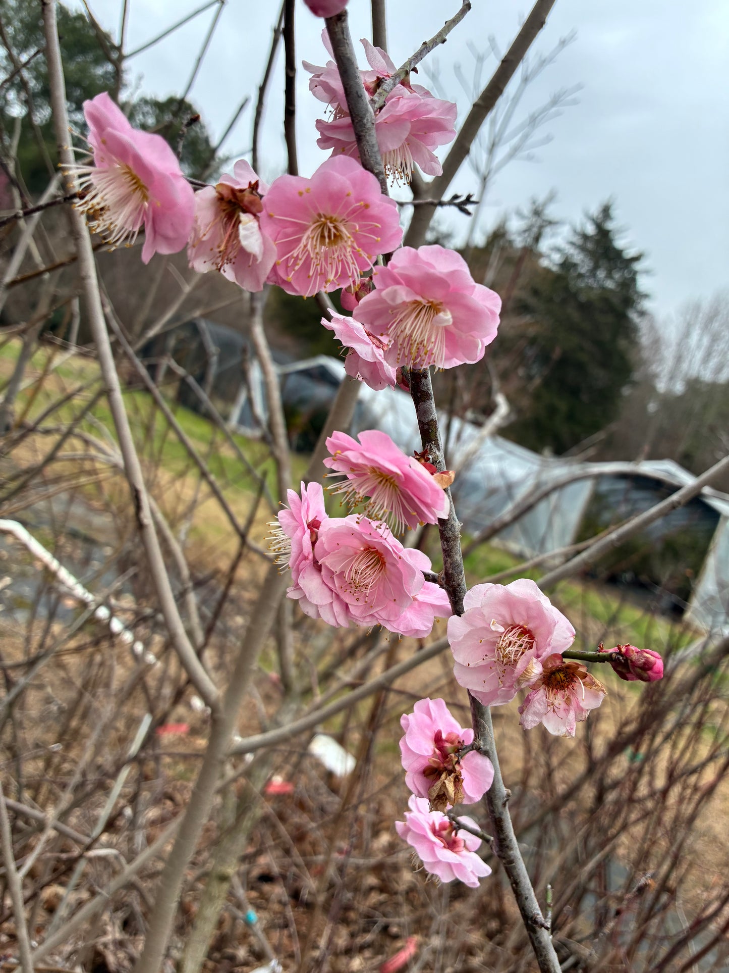 Prunus mume 'Pink Panther'