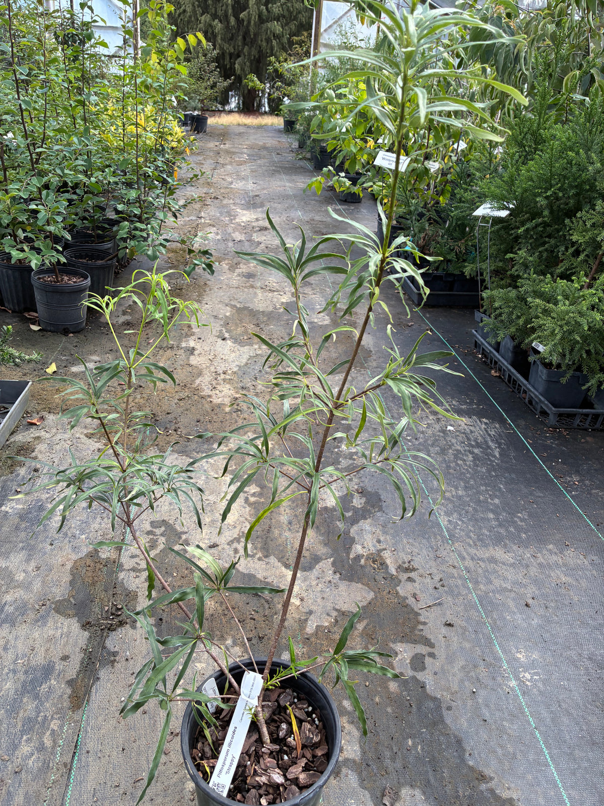 Pittosporum illicoides 'Strappy'