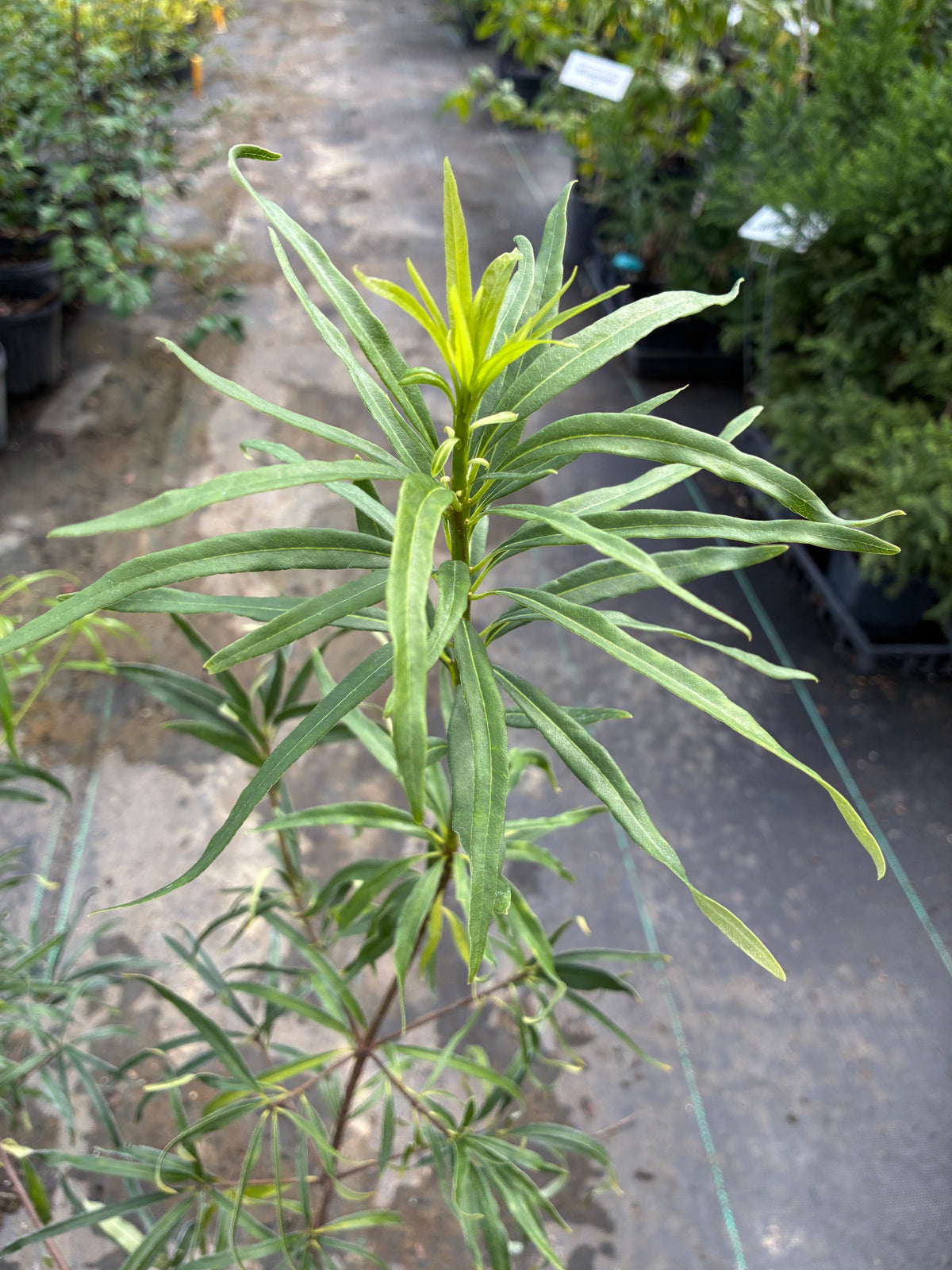 Pittosporum illicoides 'Strappy'