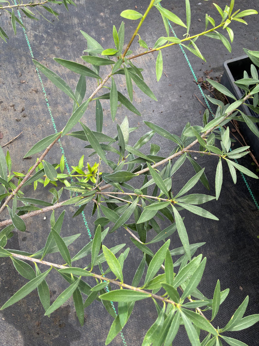 Pittosporum parvilimbum