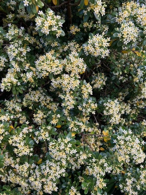Pittosporum tobira 'Korean'