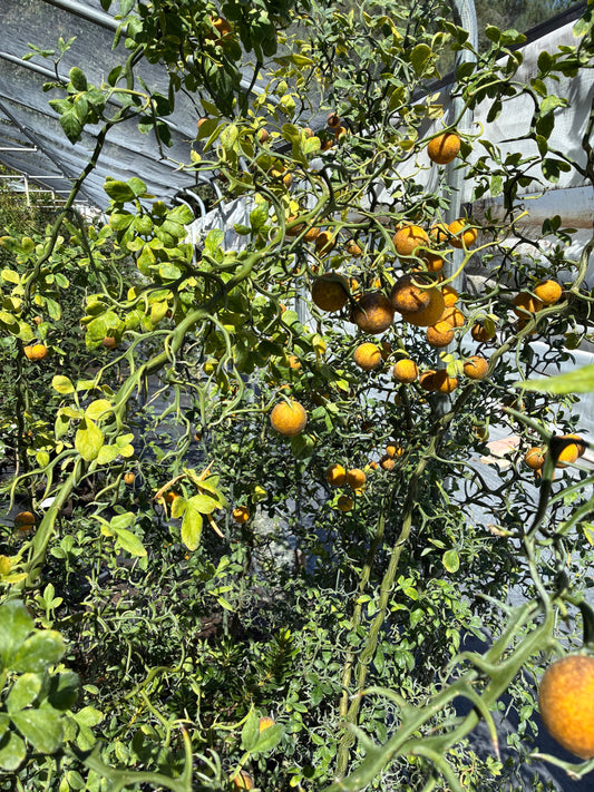 Poncirus trifoliata var. monstrosa, Hardy Orange