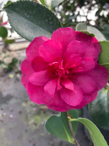 Camellia sasanqua 'LA Lady'