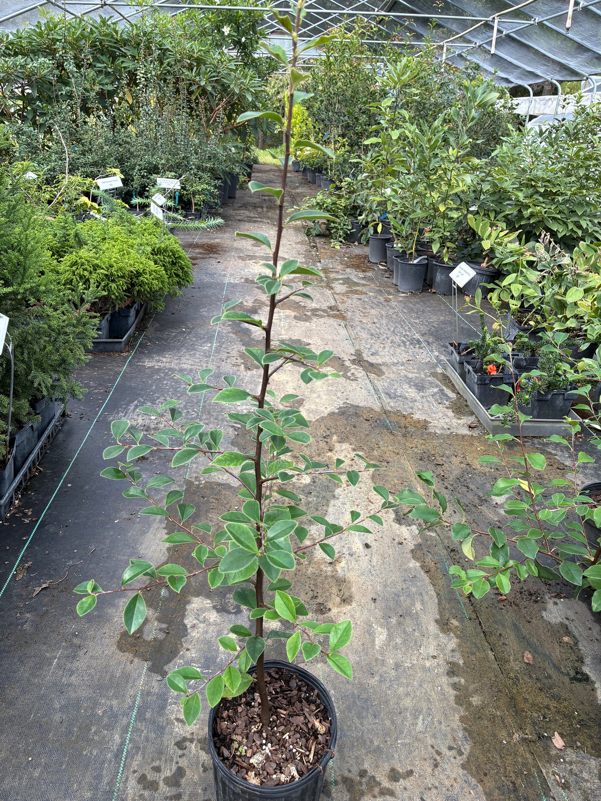 Pseudocydonia sinensis, Chinese Quince