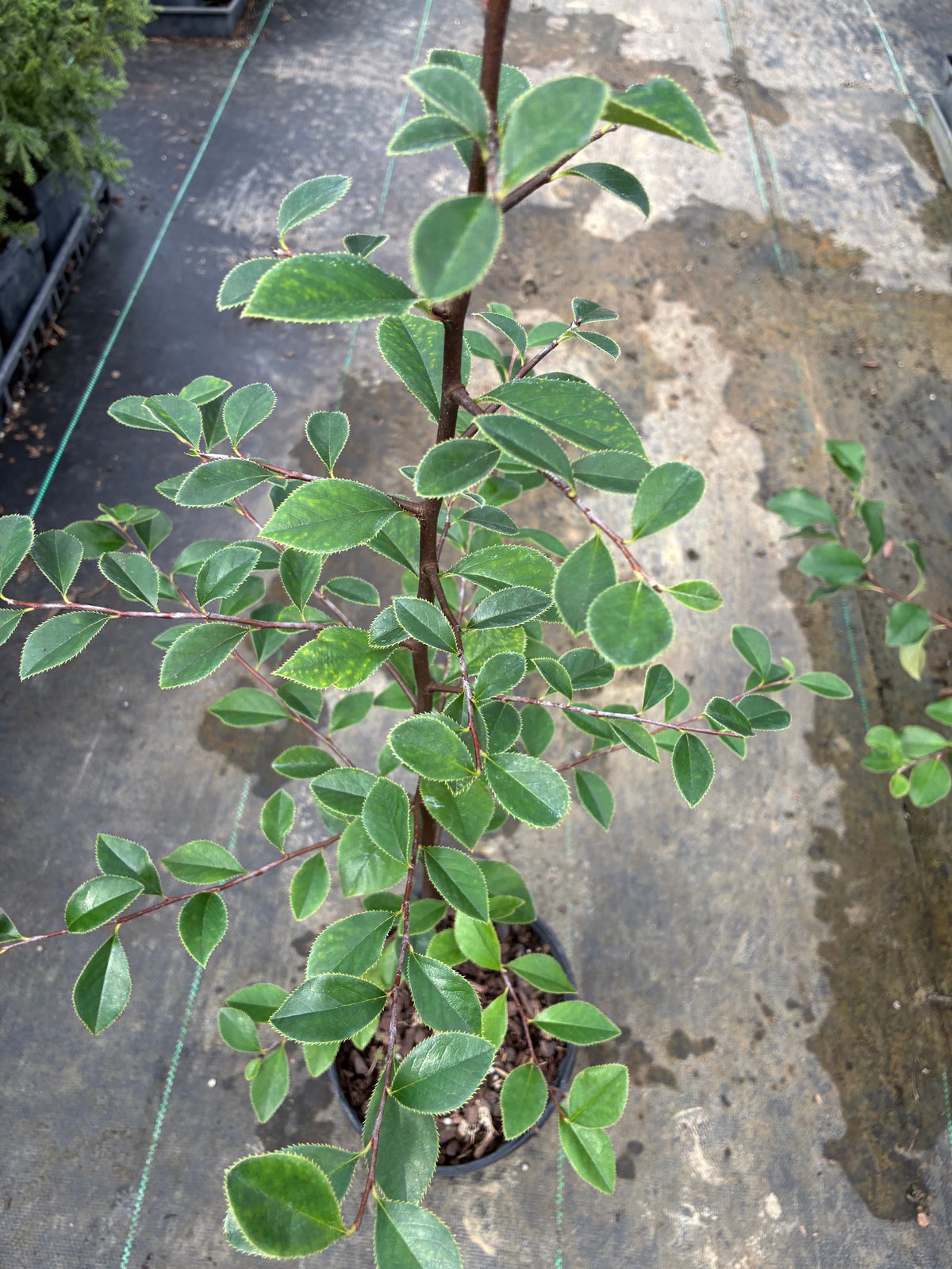 Pseudocydonia sinensis, Chinese Quince