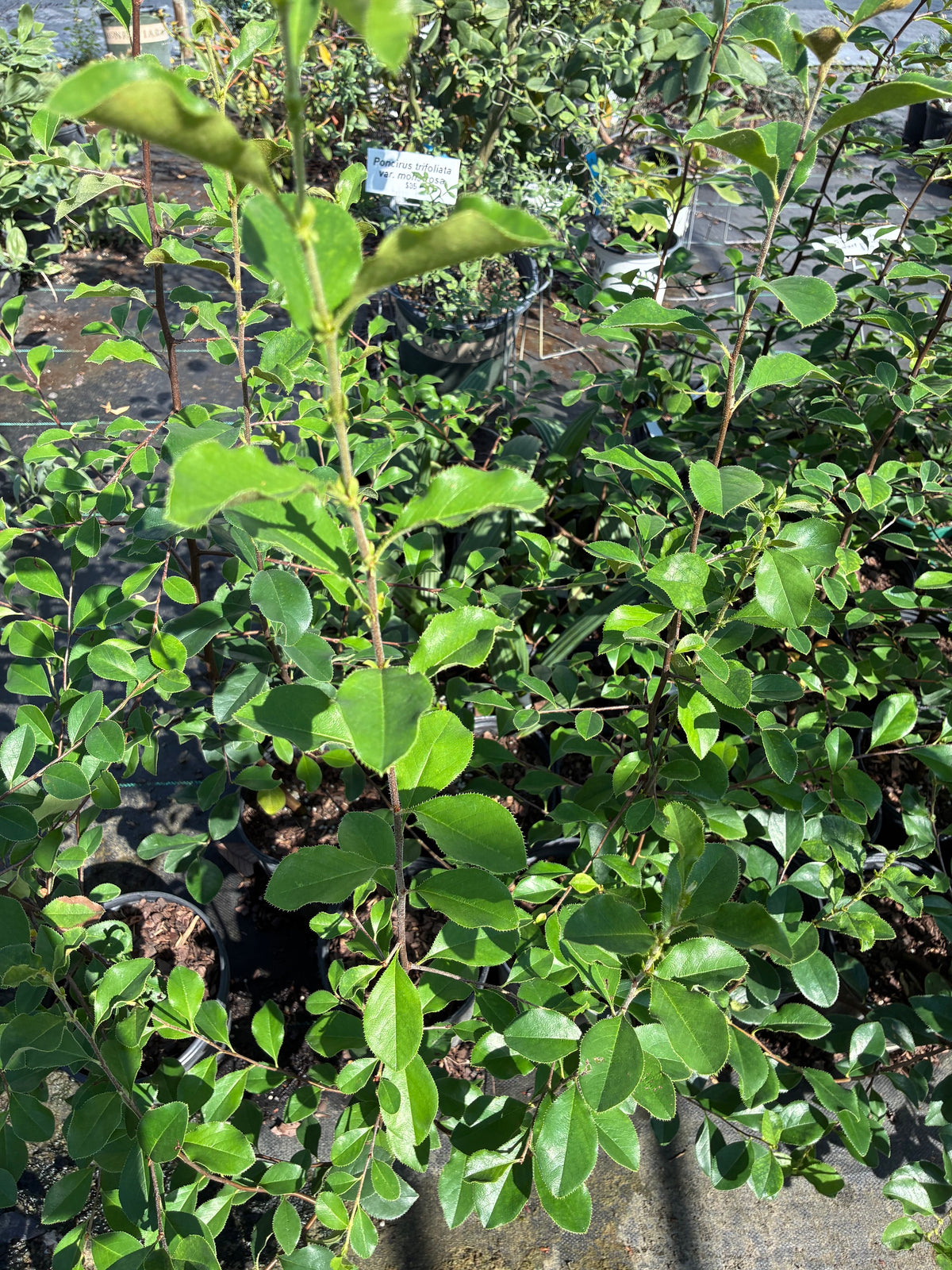 Pseudocydonia sinensis, Chinese Quince