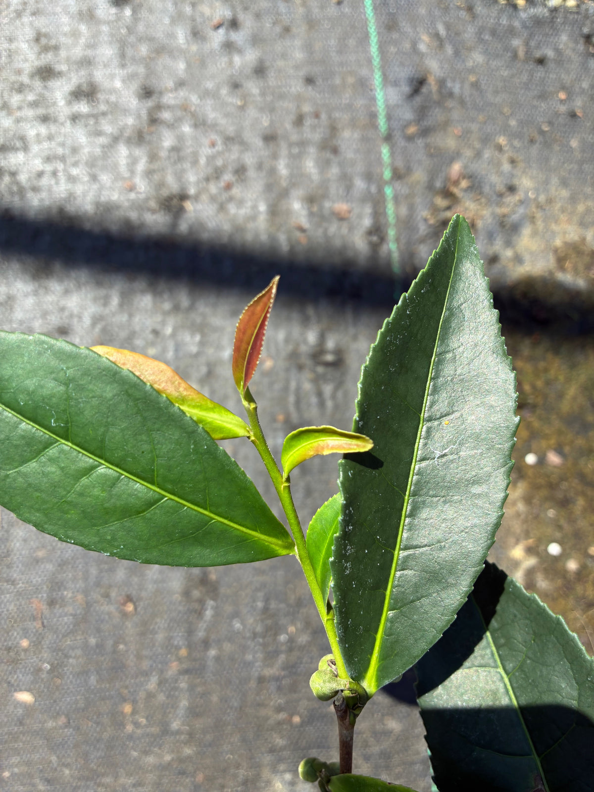 Camellia ptilophylla 'Red Tips'