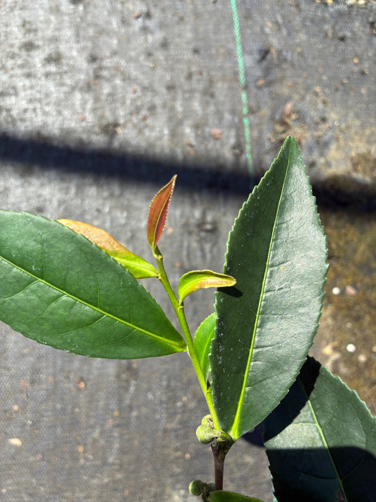Camellia ptilophylla 'Red Tips'