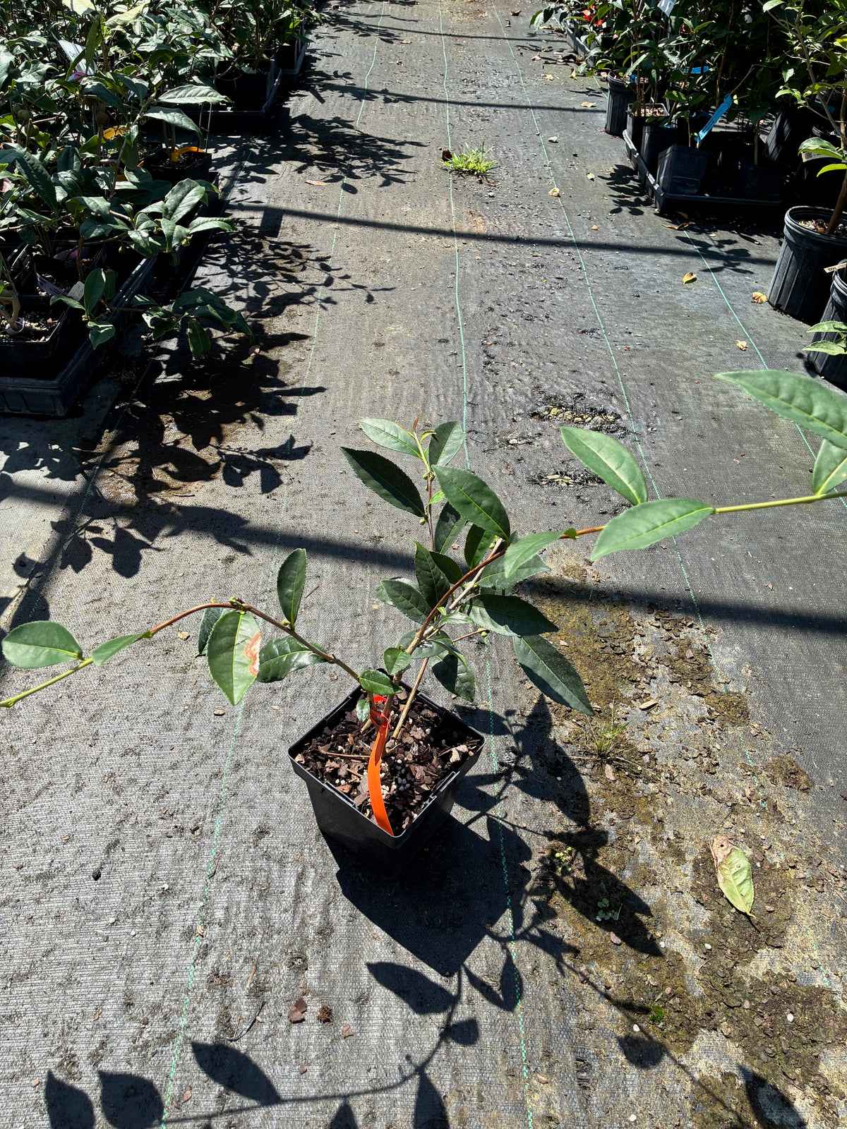 Camellia ptilophylla 'Red Tips'