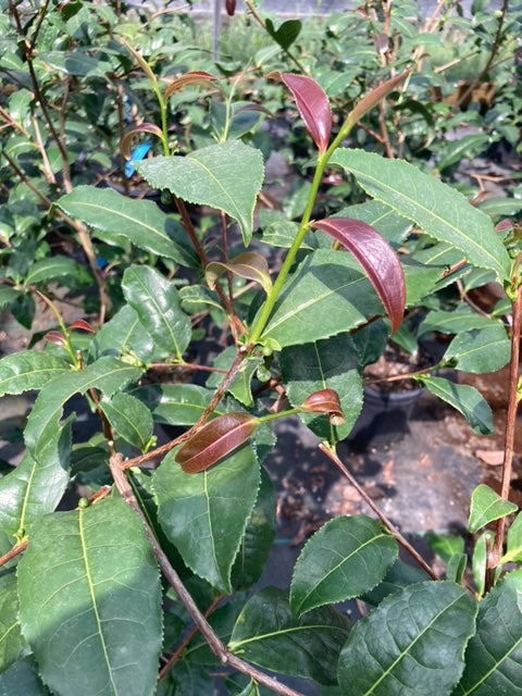 Camellia sinensis 'Queen Mother'