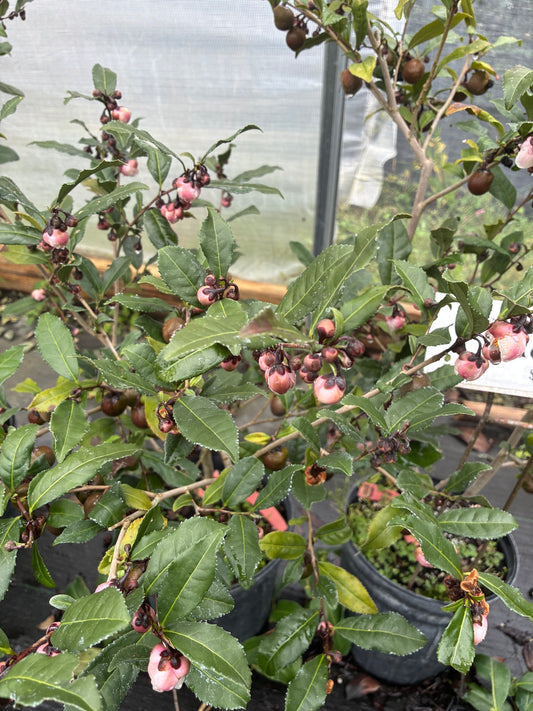 Camellia sinensis 'Rosea'