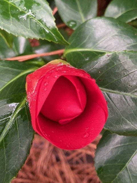 Camellia Japonica 'Rosehill Red'