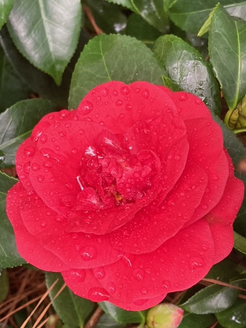 Camellia Japonica 'Rosehill Red'