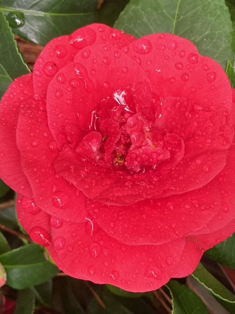 Camellia Japonica 'Rosehill Red'