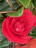 Camellia Japonica 'Rosehill Red'