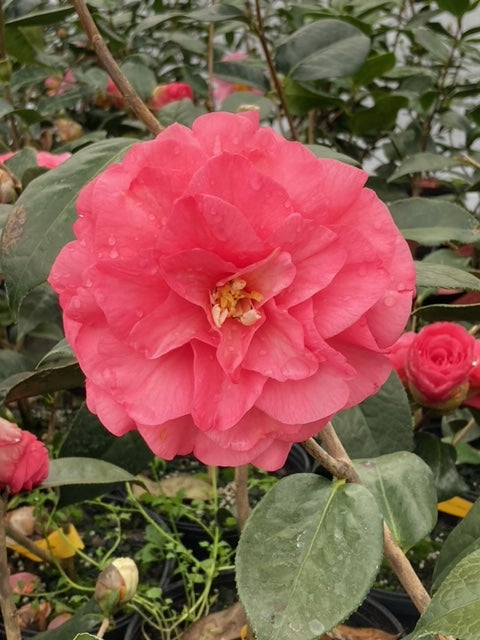 Camellia x 'Rose Twilight'