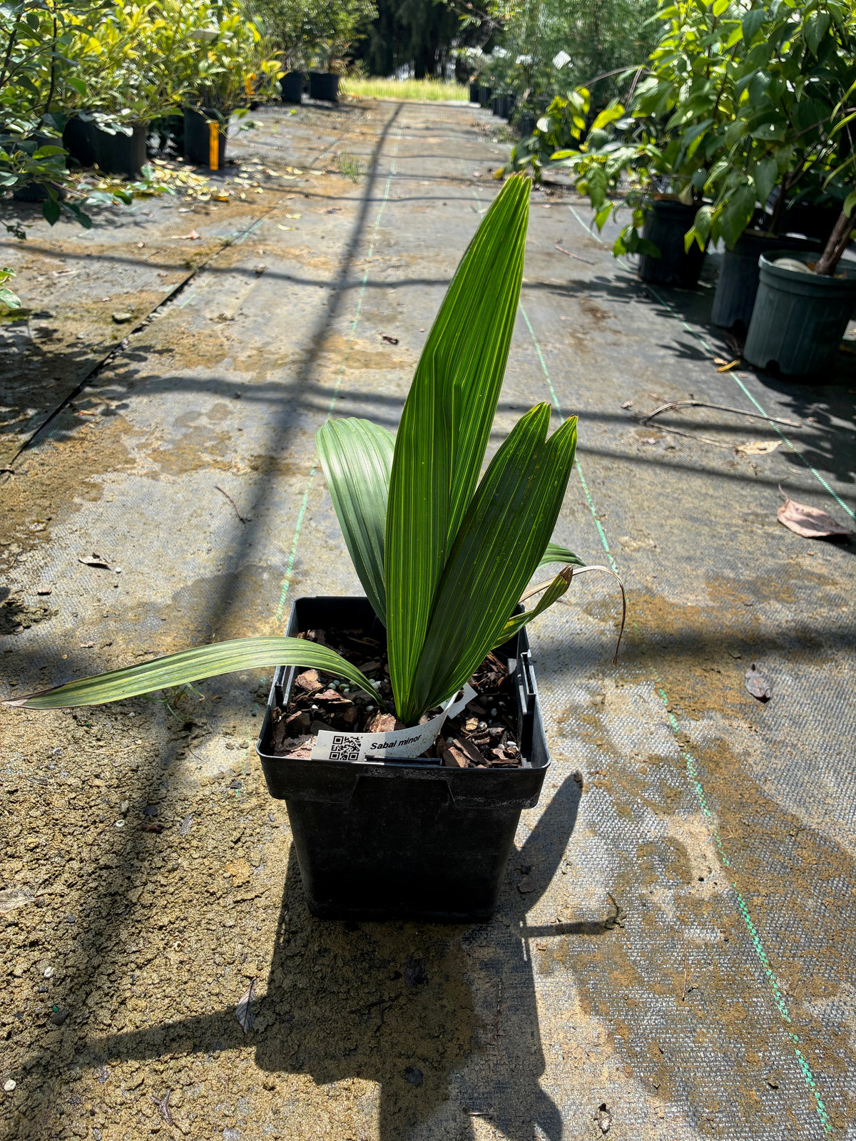 Sabal minor, dwarf palmetto