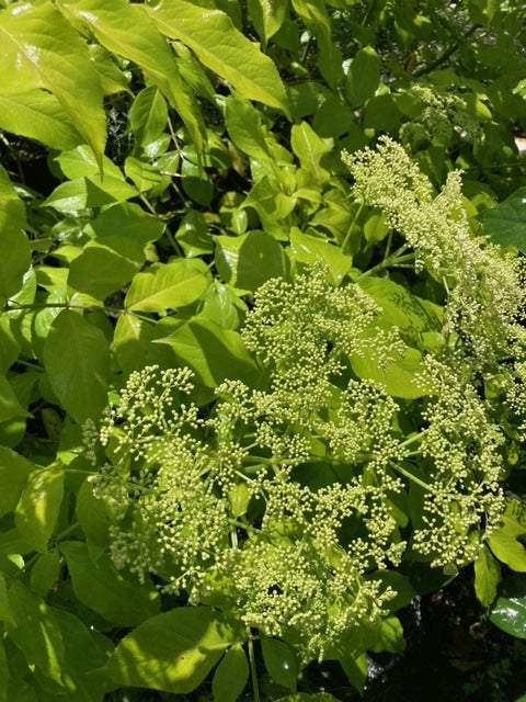 Sambucus canadensis 'Blonde Envy'