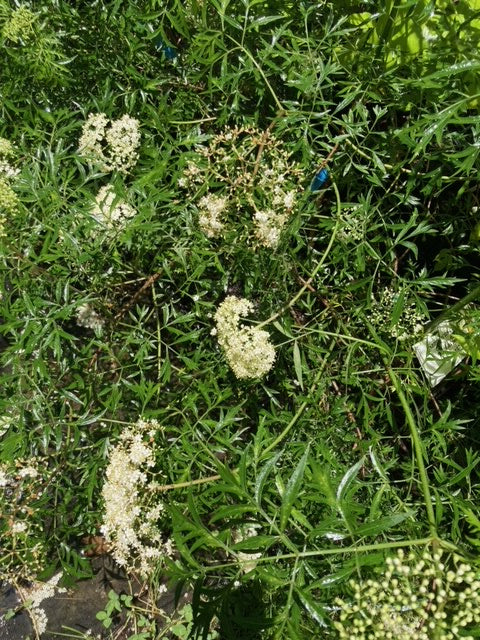 Sambucus canadensis 'Laciniata'