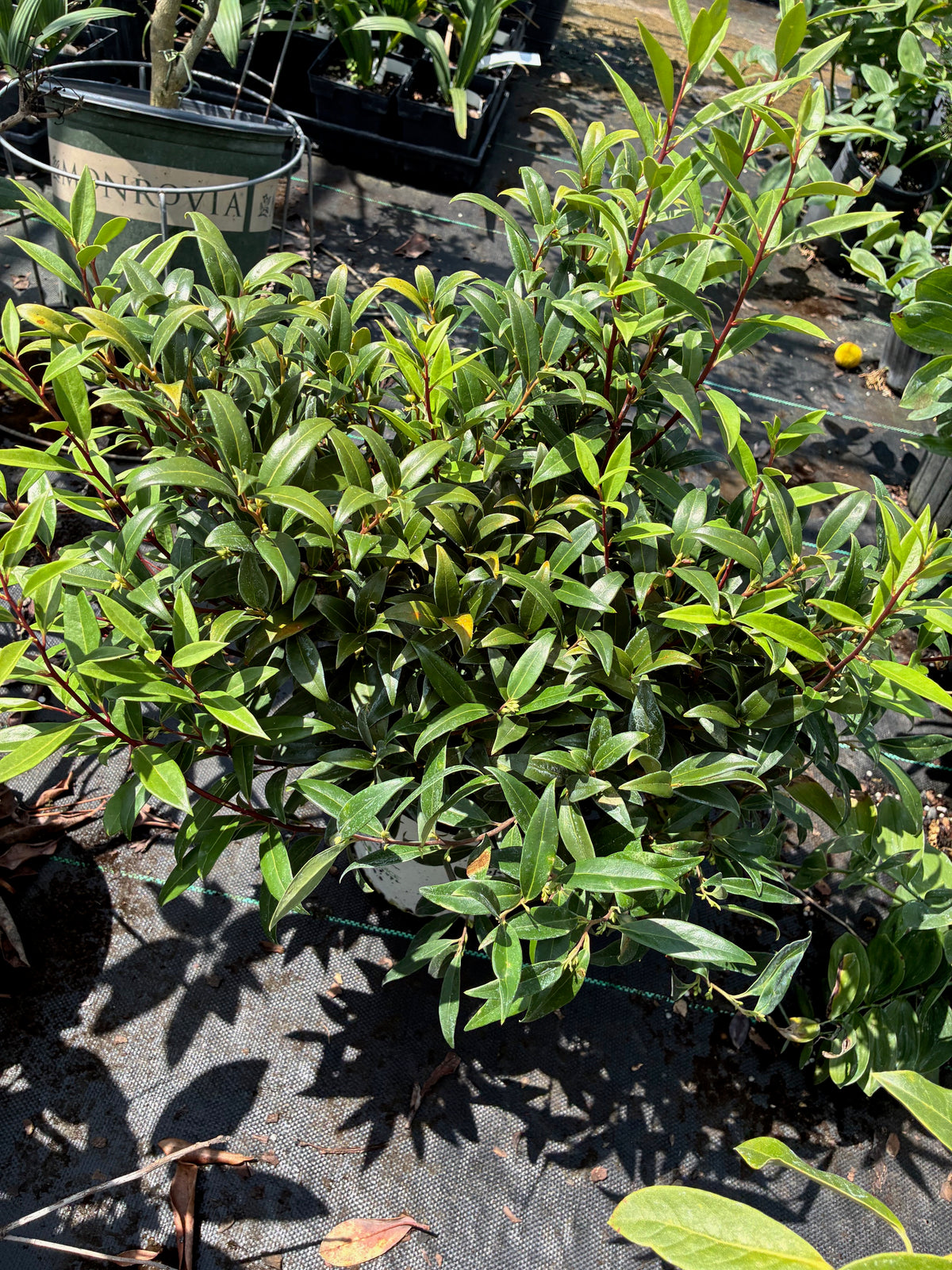 Sarcococca hookeriana 'Sweet n Low'