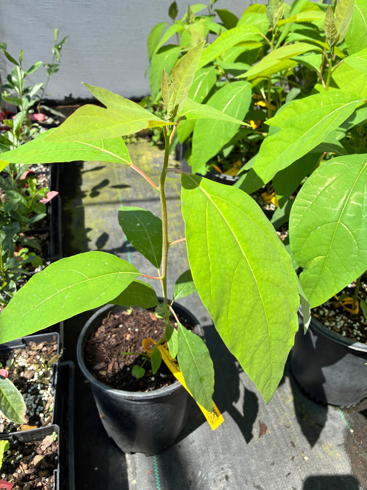 Sassafras tzumu