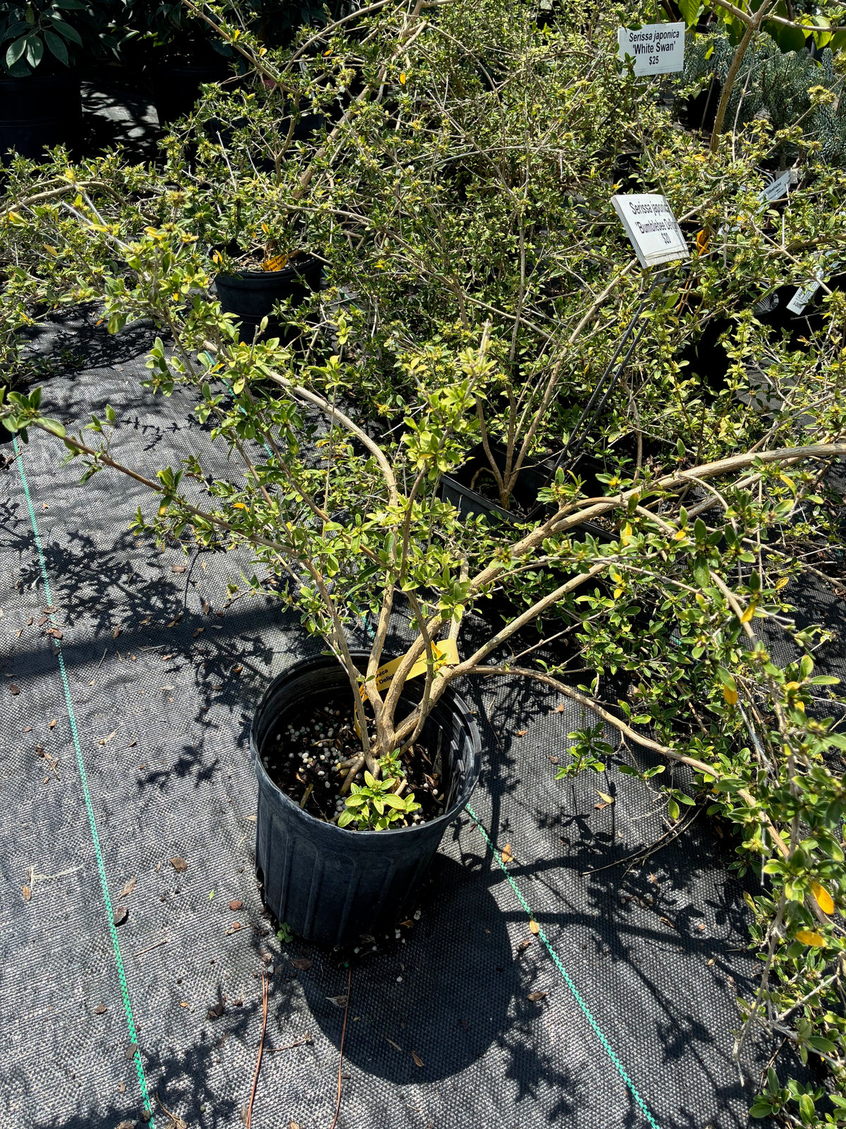 Serissa japonica 'Bumblebee Delight'