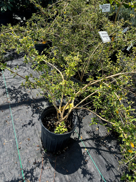 Serissa japonica 'Bumblebee Delight'
