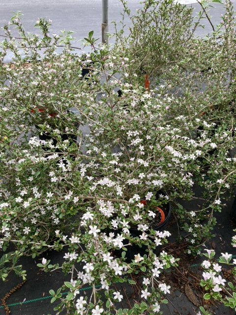 Serissa japonica 'White Swan'