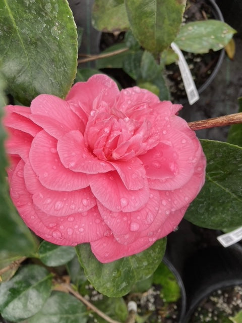 Camellia japonica 'Shalimar Sunset'