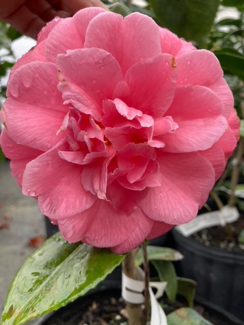 Camellia japonica 'Shalimar Sunset'