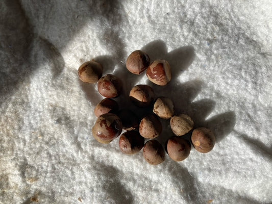 Camellia sinensis var "Silver Dust" seeds