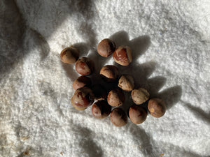 seeds from Camellia sinensis var "Silver Dust"