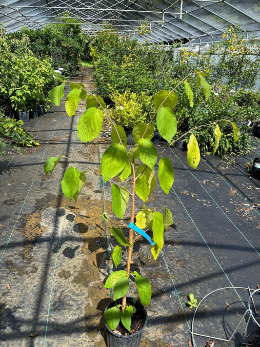 Sinowilsonia henryi