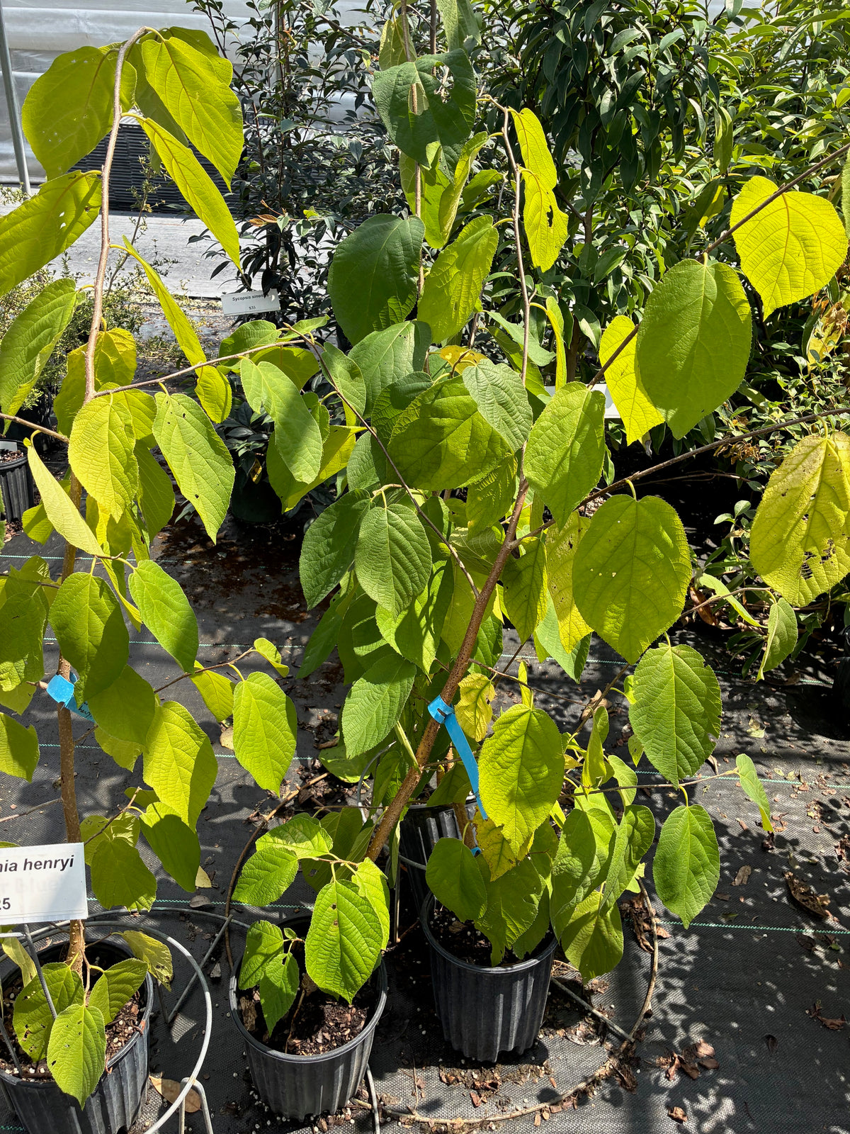Sinowilsonia henryi