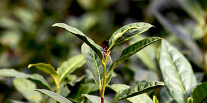 Tea leaves, new growth on Camellia sinensis at Camellia Forest Nursery