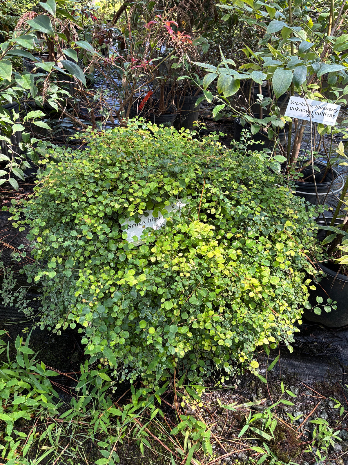 Smilax biflora var biflora