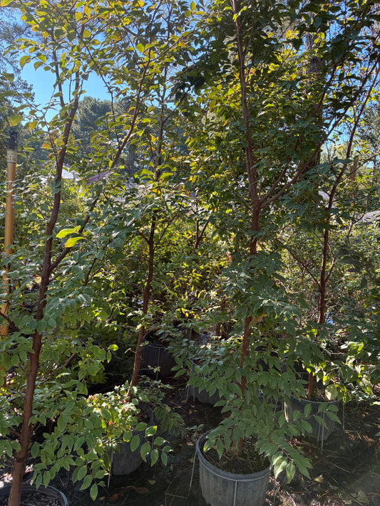 Stewartia hybrid (closer to Monodelpha)