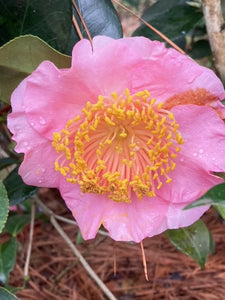 Camellia japonica 'Tahara zaki'