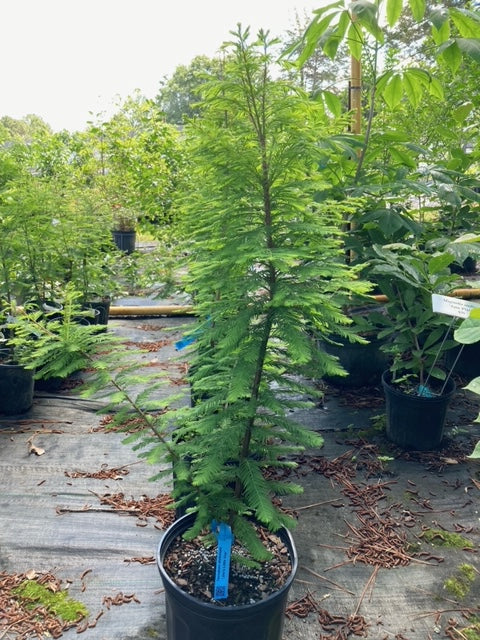 Taxodium distichum 'Jim's Little Guy'