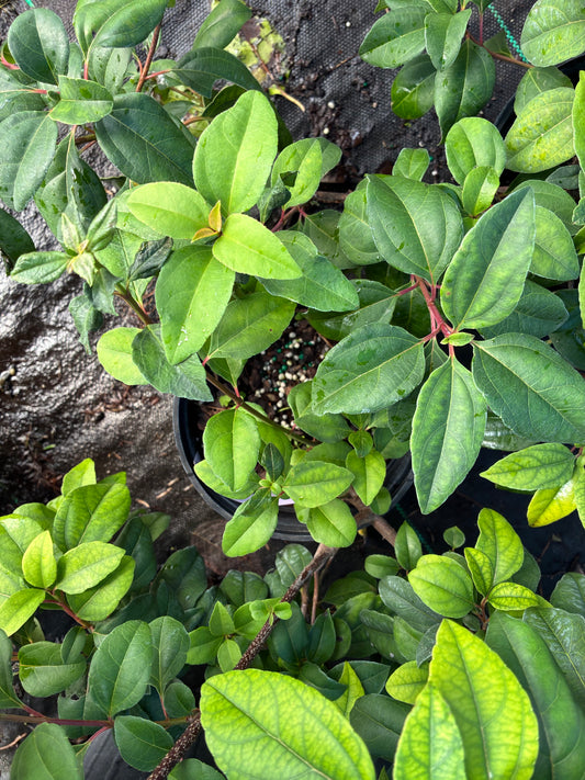 Viburnum taitoense