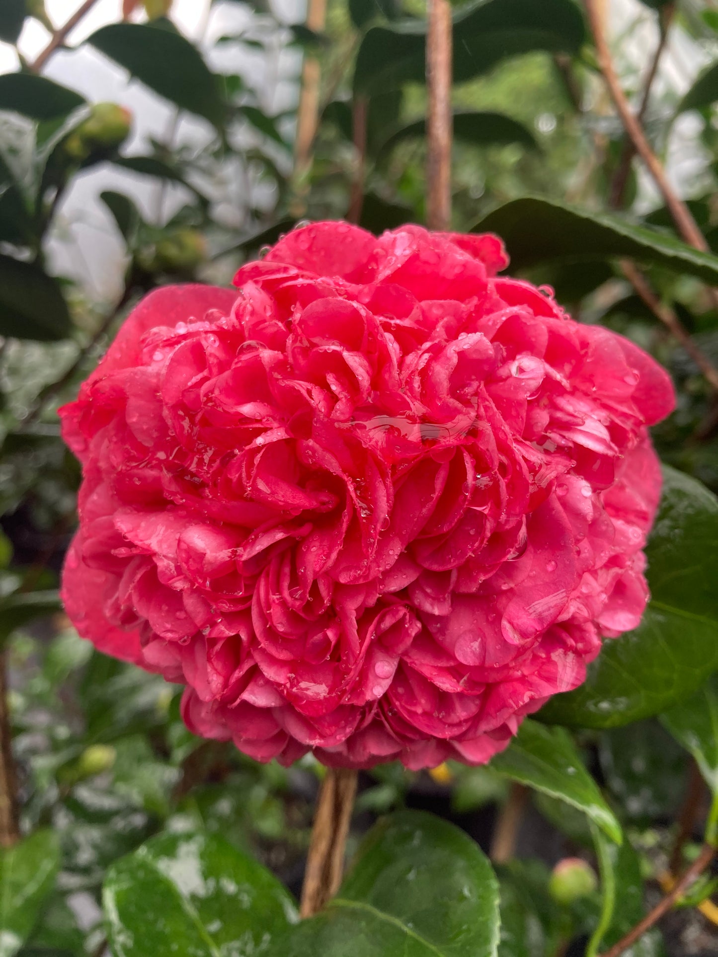 Camellia japonica 'Vida Pippy Erle'