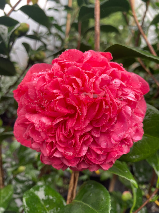 Camellia japonica 'Vida Pippy Erle'