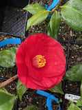 Camellia japonica 'Wendy Red/solid'