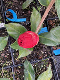 Camellia japonica 'Wendy Red/solid'