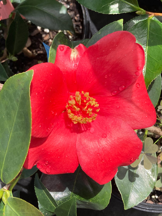 Camellia 'Wendzalea'