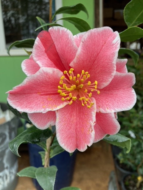 Camellia japonica 'Whoopee'