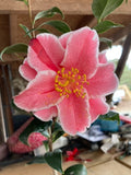Camellia japonica 'Whoopee'