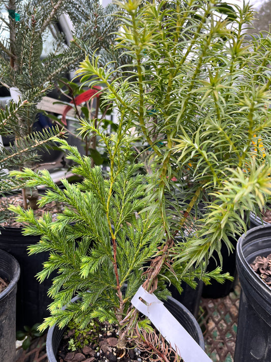 Xanthocyparis vietnamensis, Vietnam Cedar