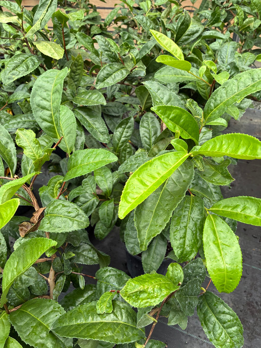 Camellia sinensis 'Yellow Tea'